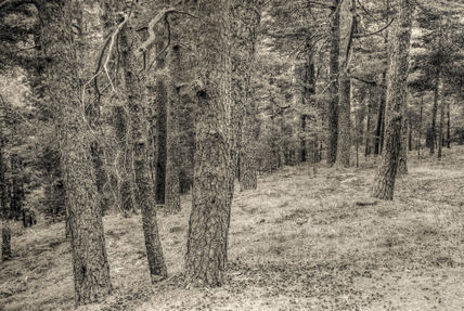 El bosque #1