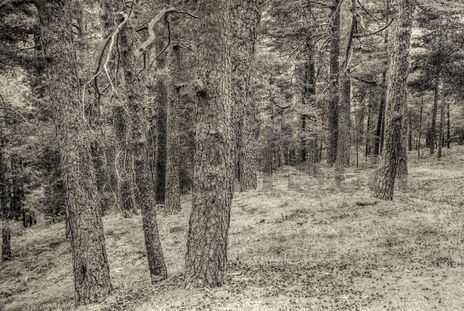 El bosque #1