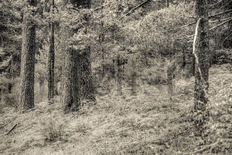 El bosque #2