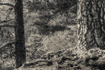 El bosque #5