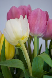 Tulipanes #2