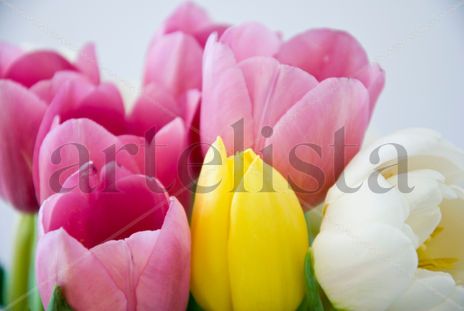 Tulipanes #3