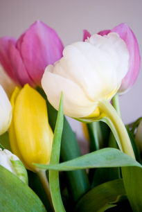 Tulipanes #4