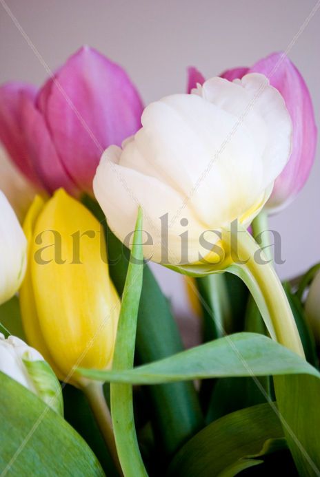 Tulipanes #4