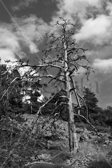 Resistencia Naturaleza Blanco y Negro (Digital)