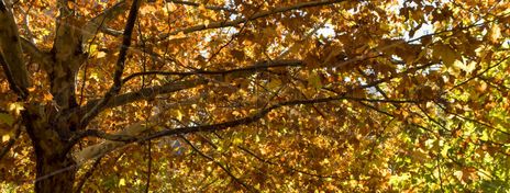 Otoño #3