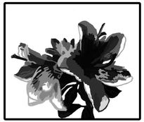 Azaleas blanco-negro