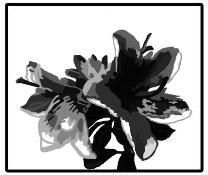 Azaleas blanco-negro