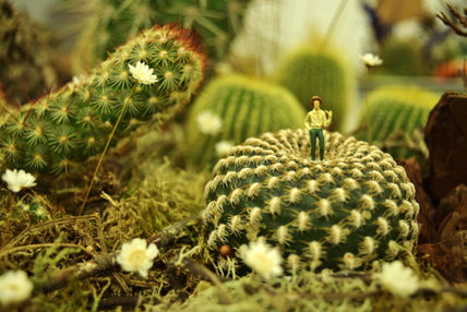 Cactus vs Margaritas