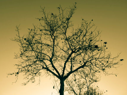 Formas naturales #1