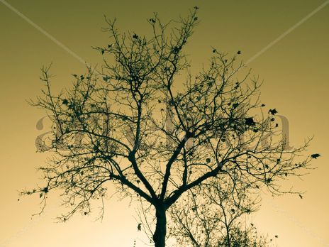 Formas naturales #1