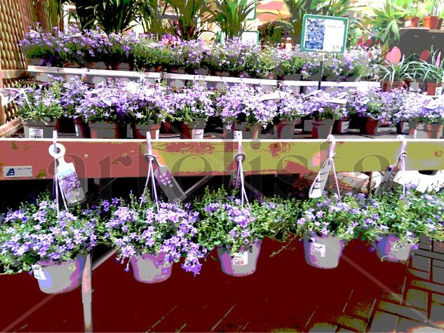 Flores lilas en exposición 