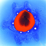 Micropaisajes thumbnail 2