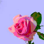 Solamente rosas thumbnail 1