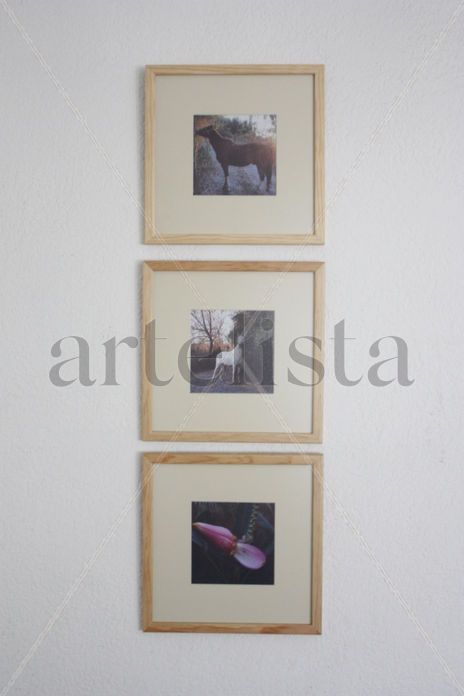 Bosque Guayabo