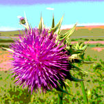 Flores malvas y lilas thumbnail 2