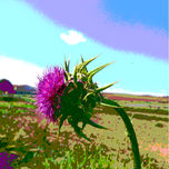 Flores malvas y lilas thumbnail 1