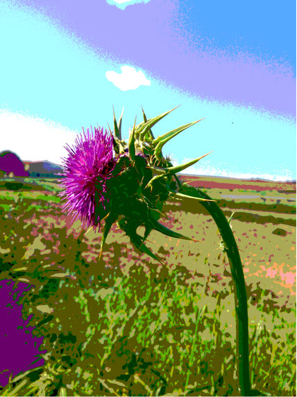 Cardos fucsia