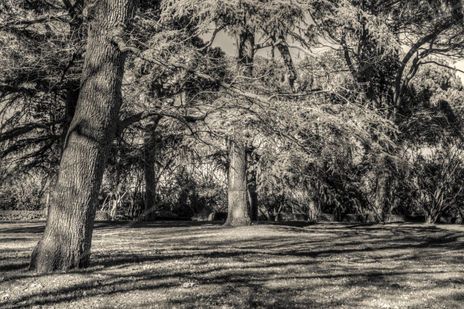 Jardín centenario