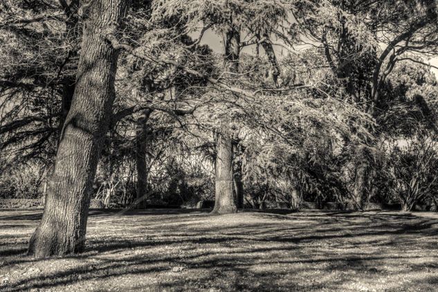 Jardín centenario Naturaleza Blanco y Negro (Digital)