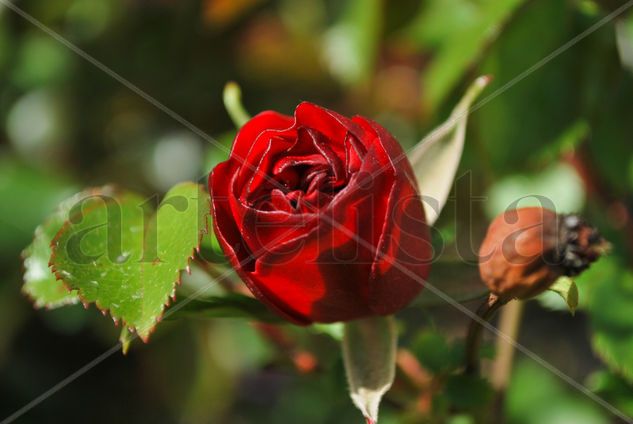 Rosa roja Nature Color (Digital)