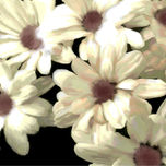 Margaritas variadas thumbnail 2
