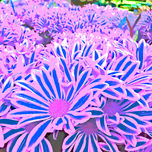 Margaritas variadas thumbnail 1