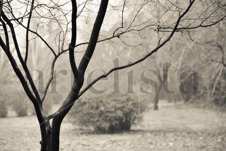 La niebla