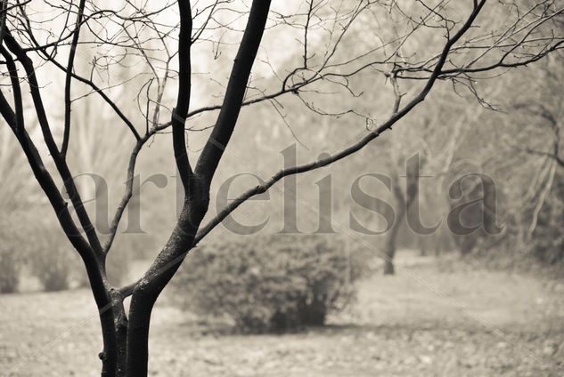 La niebla Naturaleza Blanco y Negro (Digital)