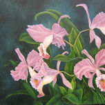 ORQUIDEAS thumbnail 1