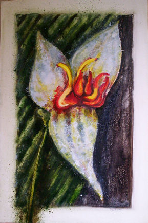 Orquídeas 4