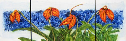 Orquídeas 5