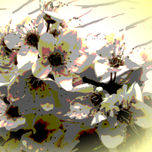 Flores de dulces colores thumbnail 1