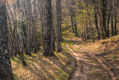 Camino en el bosque