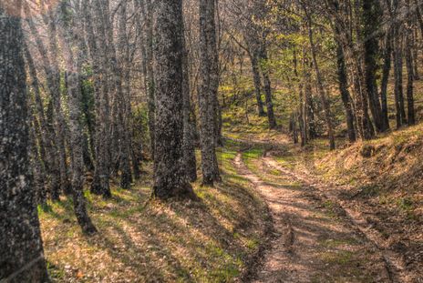 Camino en el bosque