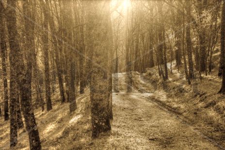 El bosque #6