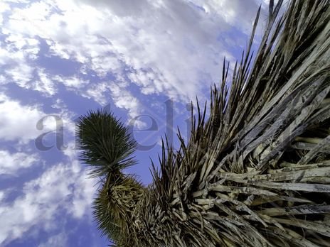 Árbol de Josué 001...