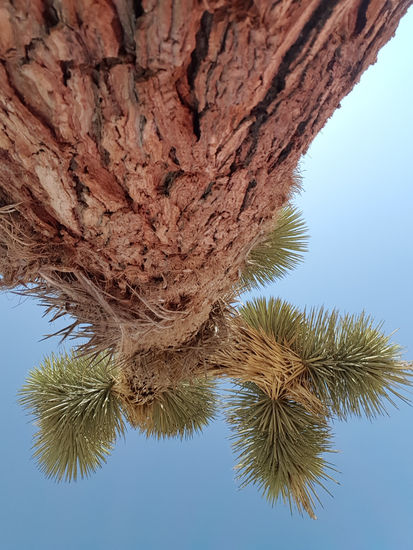 Árbol de Josué 002 {Joshua Tree002} Naturaleza Color (Digital)