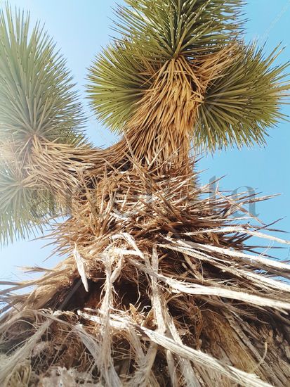 Árbol de Josué 003 { Joshua Tree 003 } Naturaleza Color (Digital)