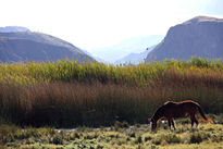 "Caballo en la...