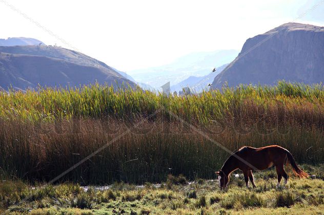 "Caballo en la laguna de Huacarpay"