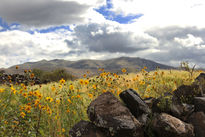 "Flores Amarillas"