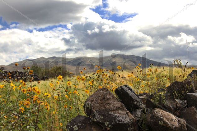 "Flores Amarillas" Photojournalism and Documentary Color (Digital)