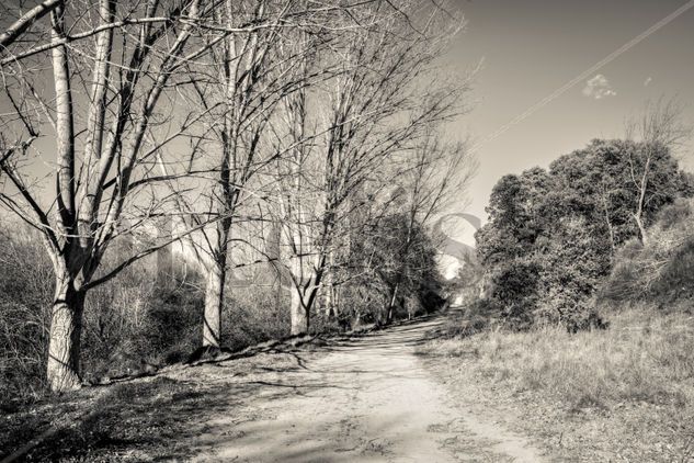 Camino por la ribera Naturaleza Blanco y Negro (Digital)