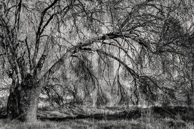 El viejo fresno Naturaleza Blanco y Negro (Digital)