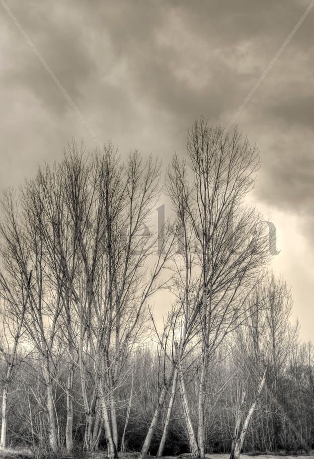 Largo invierno #2