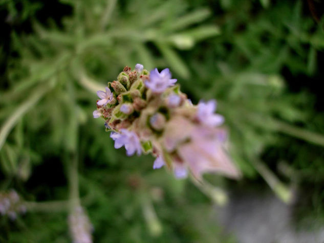 lavanda Naturaleza Color (Digital)