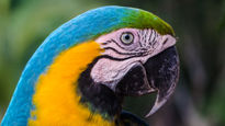 Guacamaya  azul...