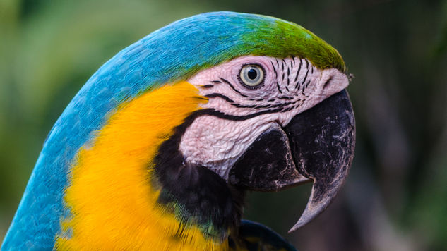 Guacamaya  azul (Ara ararauna) Naturaleza Color (Digital)