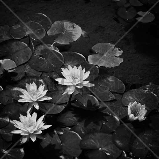 Lotos Naturaleza Blanco y Negro (Digital)